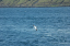 Torshaven_Faroe_Islands 422