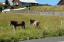 Torshaven_Faroe_Islands 448