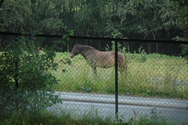 Trondheim Troendelag Folkemuseum 089