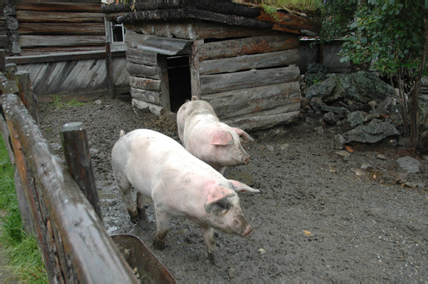 Trondheim Troendelag Folkemuseum 242