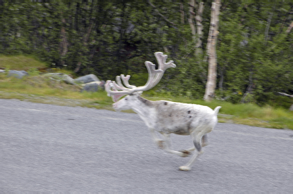 Kilpisjaervi et Troms Norway 017