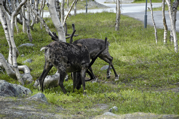 Kilpisjaervi et Troms Norway 078