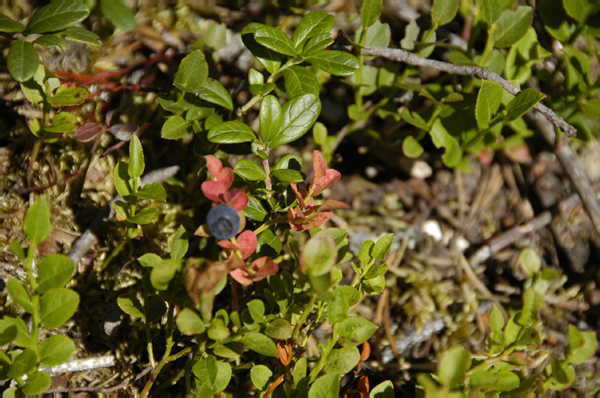 Kuusamo Hultinen 157