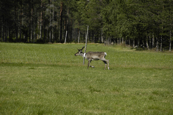 Kuusamo Hultinen 161