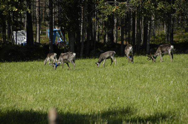 Kuusamo Hultinen 165