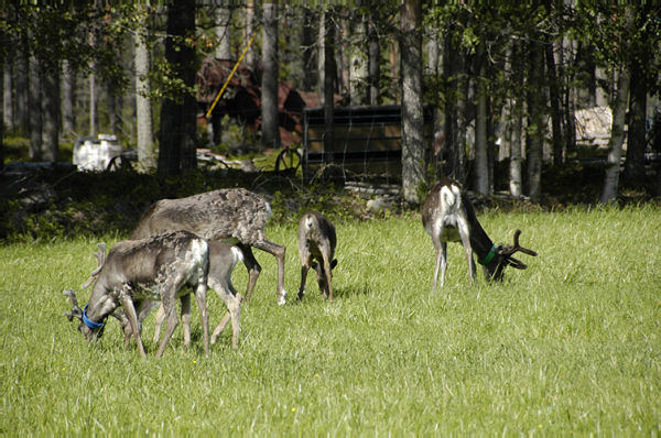 Kuusamo Hultinen 166