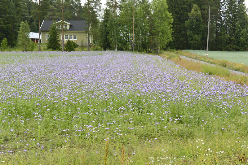 Travemünde_Helsinki_Umeå-59