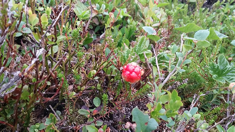 Nesna_Stokmarknes_Tromsoe-130