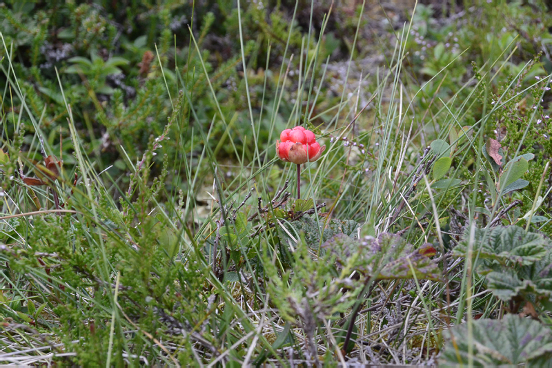 Nesna_Stokmarknes_Tromsoe-131