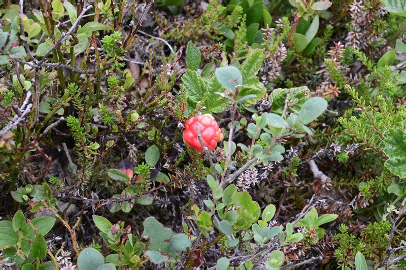 Nesna_Stokmarknes_Tromsoe-132