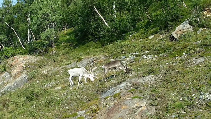 Tromso_Alta-110