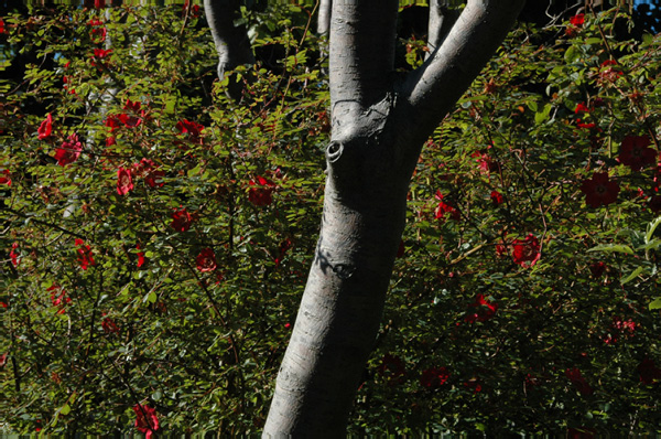 Torshaven_Faroe_Islands 510